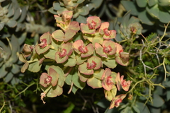 Euphorbia rigida