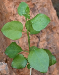 Withania frutescens