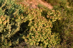 Euphorbia rigida