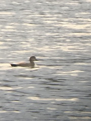 Mareca strepera strepera