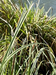 Cladium mariscus