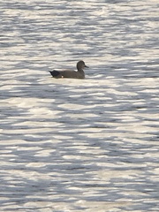 Mareca strepera strepera