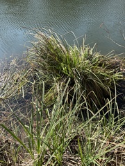 Cladium mariscus