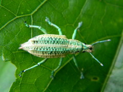 Compsus viridivittatus