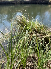 Cladium mariscus