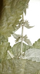 Stachys sylvatica