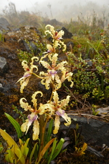 Cyrtochilum ramosissimum