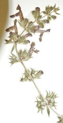 Stachys sylvatica