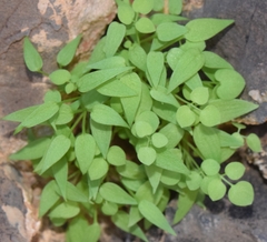 Sarcocapnos enneaphylla