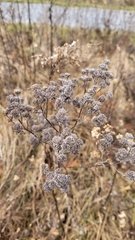 Pycnanthemum