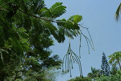 Parkia speciosa