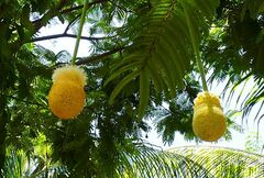 Parkia speciosa