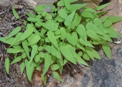 Sarcocapnos enneaphylla