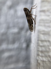 Melanoliarus slossonae