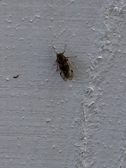 Melanoliarus slossonae