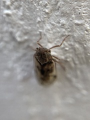 Melanoliarus slossonae