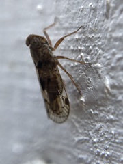 Melanoliarus slossonae