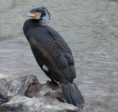 Phalacrocorax carbo sinensis