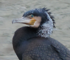 Phalacrocorax carbo sinensis