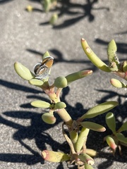 Brephidium exilis exilis