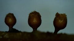 Hemitrichia calyculata