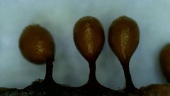 Hemitrichia calyculata