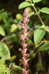 Orobanche pubescens