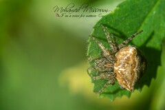 Gibbaranea bituberculata