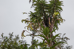 Siphocampylus giganteus