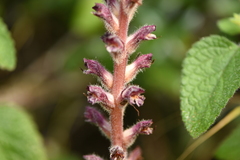 Orobanche pubescens