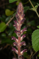 Orobanche pubescens
