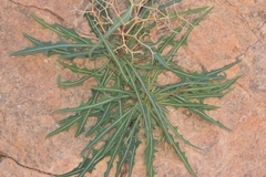 Launaea lanifera