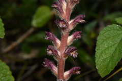 Orobanche pubescens