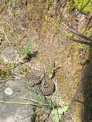 Crotalus triseriatus