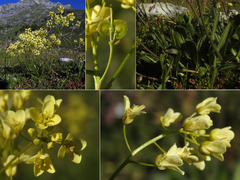 Biscutella laevigata laevigata