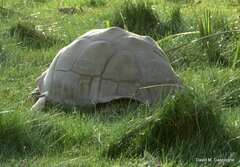 Centrochelys sulcata