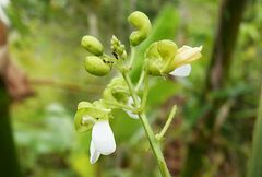 Phaseolus lunatus