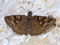 Erynnis pacuvius