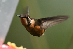 Philodice mitchellii