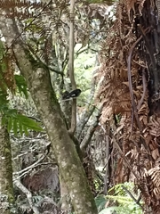 Petroica macrocephala toitoi