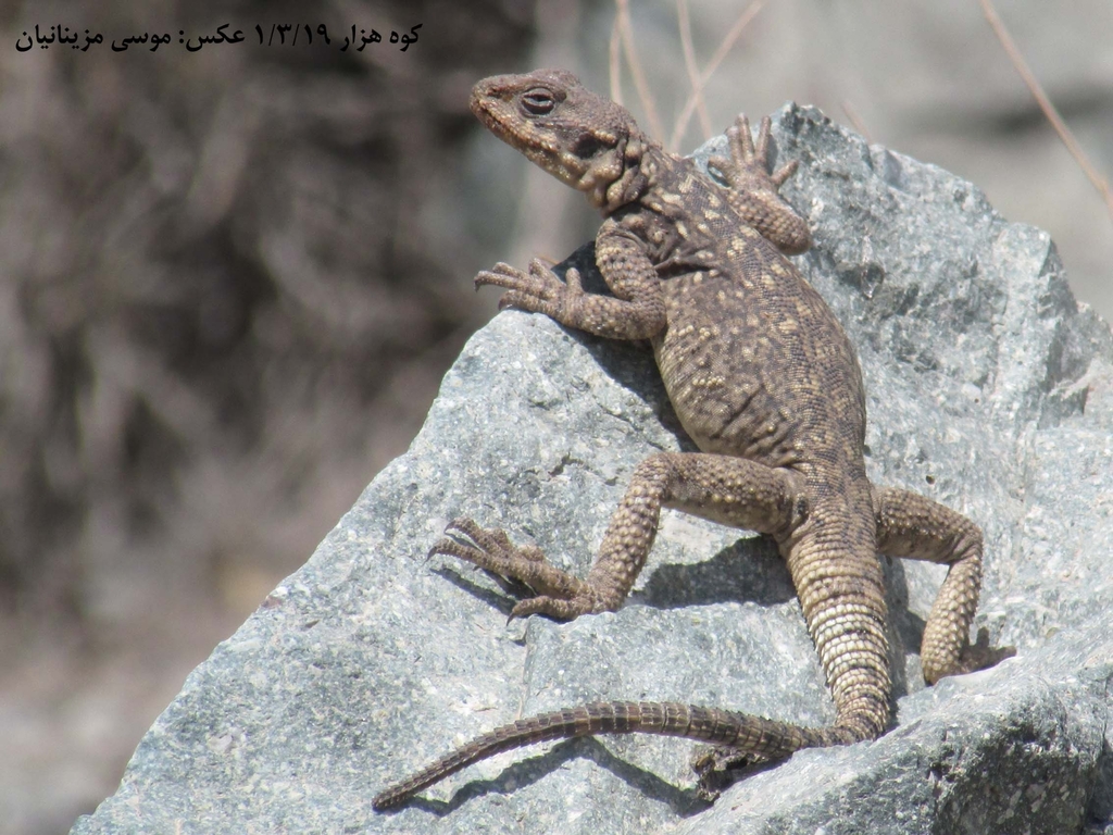 Small-scaled Rock Agama