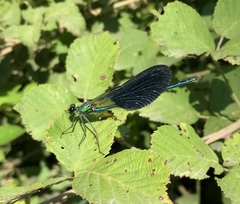 Calopteryx splendens intermedia