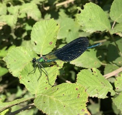 Calopteryx splendens intermedia