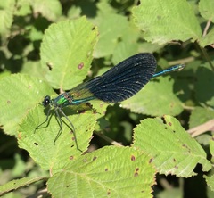 Calopteryx splendens intermedia