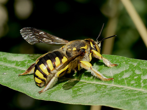 Florentine Woolcarder Bee, photo 3 of 8