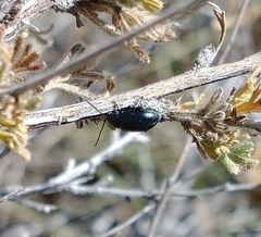 Altica obliterata