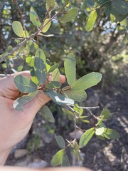 Quercus oblongifolia