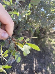 Quercus oblongifolia