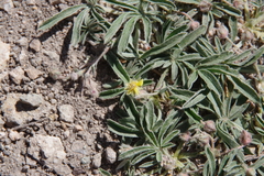 Potentilla johnstonii