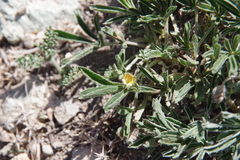 Potentilla johnstonii